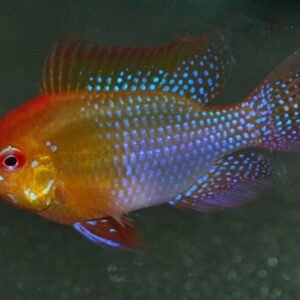 1 Pair Juvenile Apistogramma Cacatuoides Orange Live Tropical Aquarium Fish