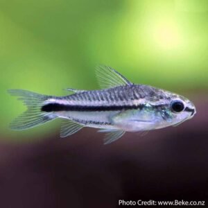 Blue Eye Violet Red Bruno L137 Pleco - 3"-4" Live Fish Add to Pleco Collection