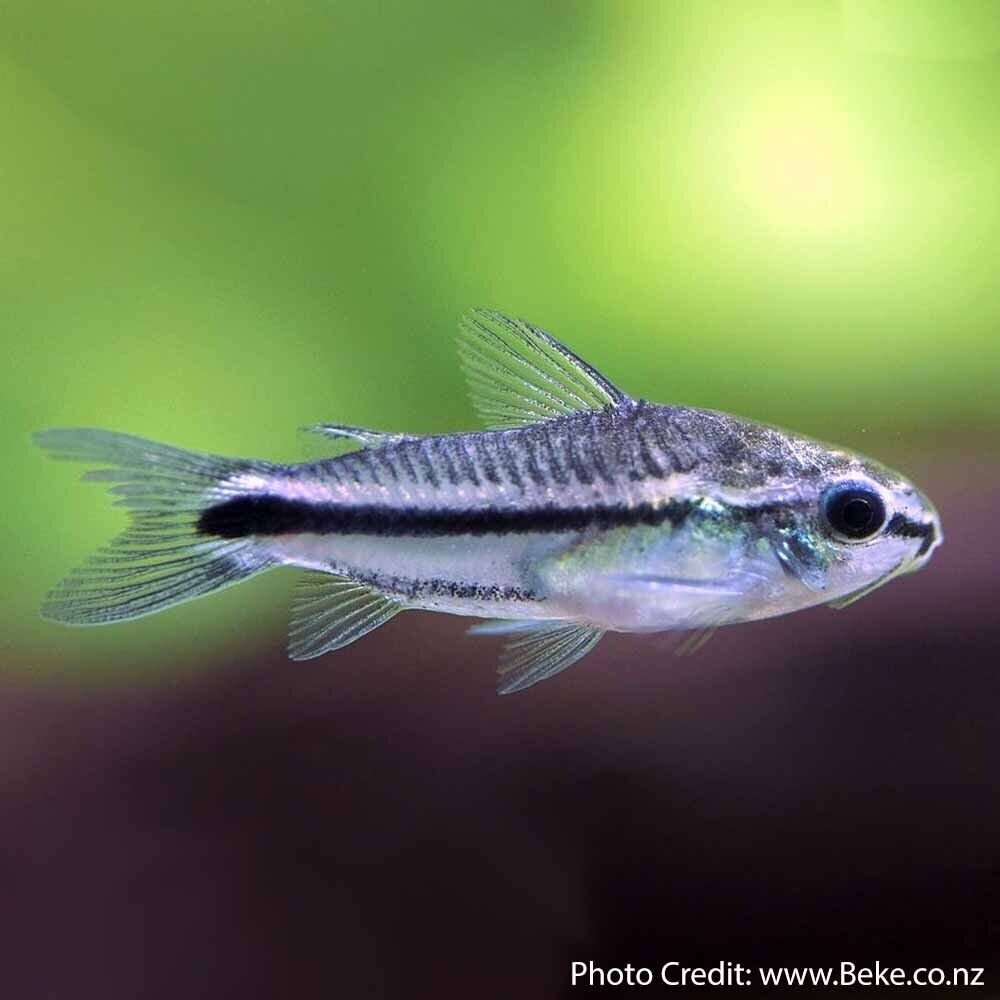 57_2fbd893c-77fe-41c4-8221-1c82fe3e1a9b.jpg Blue Eye Violet Red Bruno L137 Pleco - 3"-4" Live Fish Add to Pleco Collection