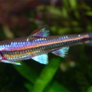 3x Spotted Headstander Chilodus punctatus Peru Great addition Live Fish