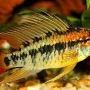 6x Snow White Guppies Males Live Fish. Healthy Active Strikingly Beautiful Guppy