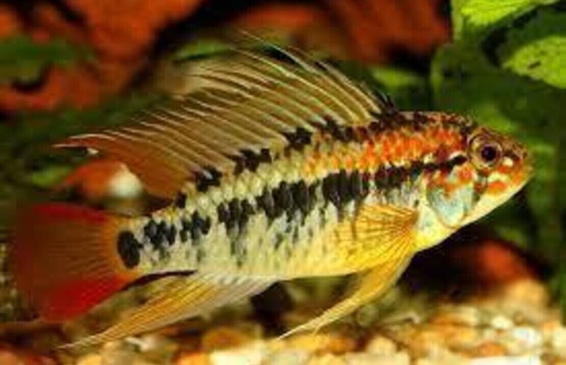 57_314a431b-58e4-4c37-a4cf-48713cfa19ff.jpg 6x Snow White Guppies Males Live Fish. Healthy Active Strikingly Beautiful Guppy