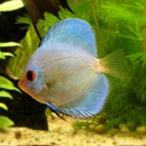 3 Panda Angel Fish Small Size Body Healthy Live Angel Fish tropical aquarium