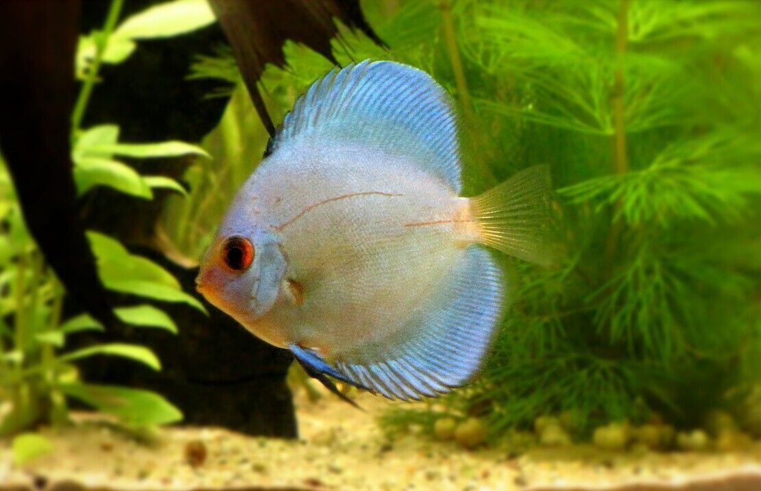 57_31e86fcd-df97-4249-b276-15e21286c4e6.jpg 3 Panda Angel Fish Small Size Body Healthy Live Angel Fish tropical aquarium