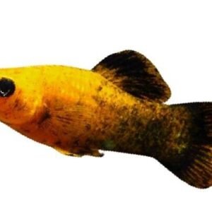 ✔ 3 MALE Red Leopard Sailfin Molly - Awesome Healthy Lively ! 🌿 Live Fish