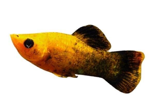 57_341957d9-4f26-4322-9c44-831f424f99e3.jpg β 3 MALE Red Leopard Sailfin Molly - Awesome Healthy Lively ! πΏ Live Fish