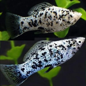 Apistogramma Macmasteri PAIR- Dwarf Cichlids! Great Healthy Live Fish Aquarium
