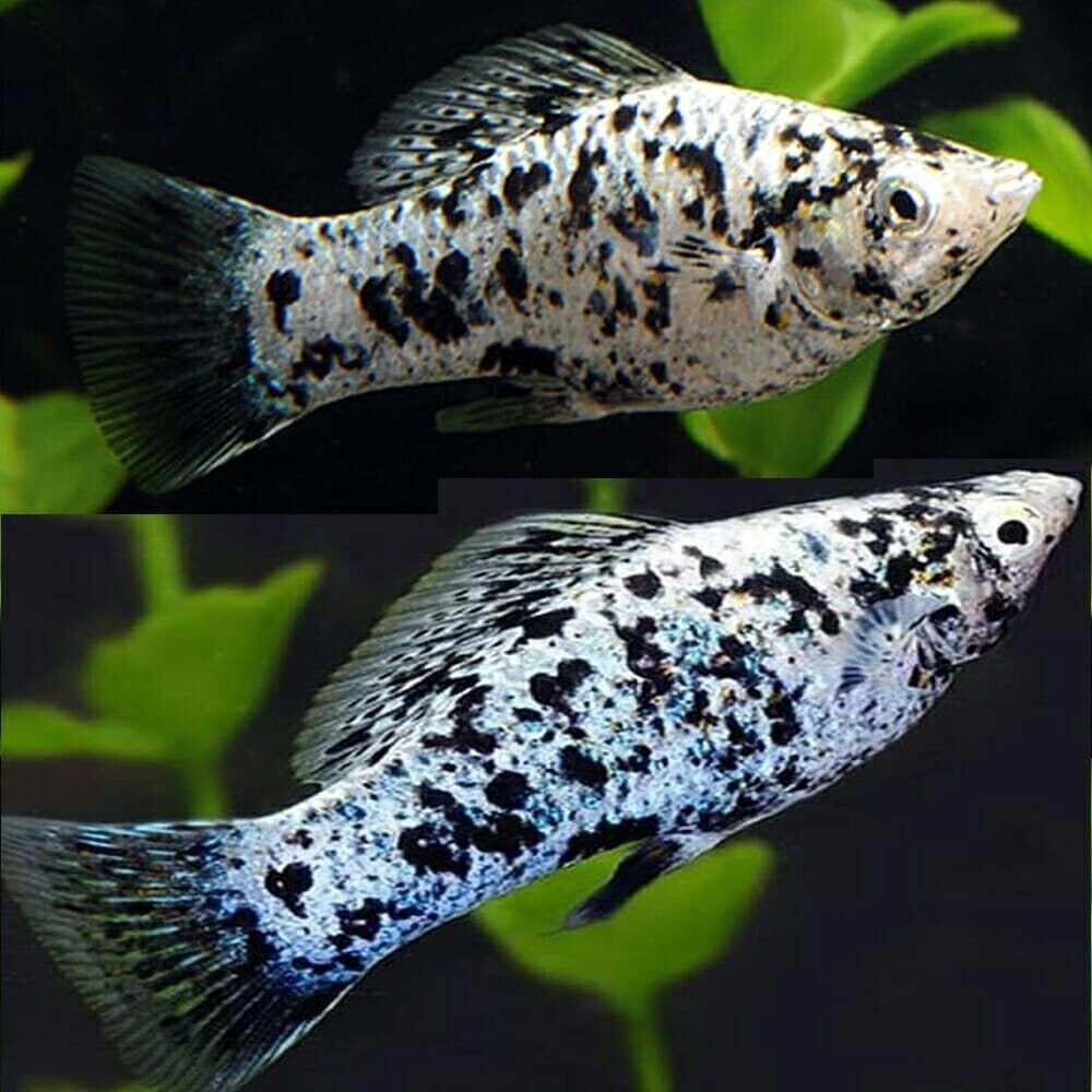 57_358d3573-f3b1-4f07-9ef3-db482b18e8dd.jpg Apistogramma Macmasteri PAIR- Dwarf Cichlids! Great Healthy Live Fish Aquarium