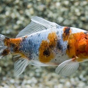 3 Black Moor Goldfish 2-2.5" for aquarium or koi pond FAST SHIP