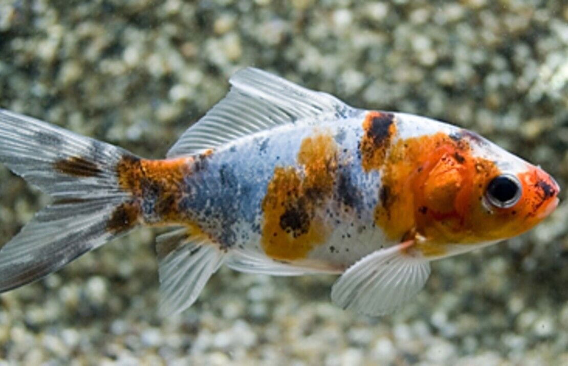 57_375a9901-ef04-488b-ae5e-ddef8c7f3708.jpg 3 Black Moor Goldfish 2-2.5" for aquarium or koi pond FAST SHIP