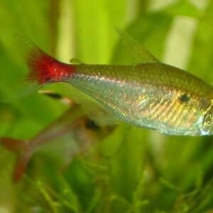 6 Espe's Rasbora (Espei) Vibrant Nano Tank Live Fish: Colorful FAST SHIP