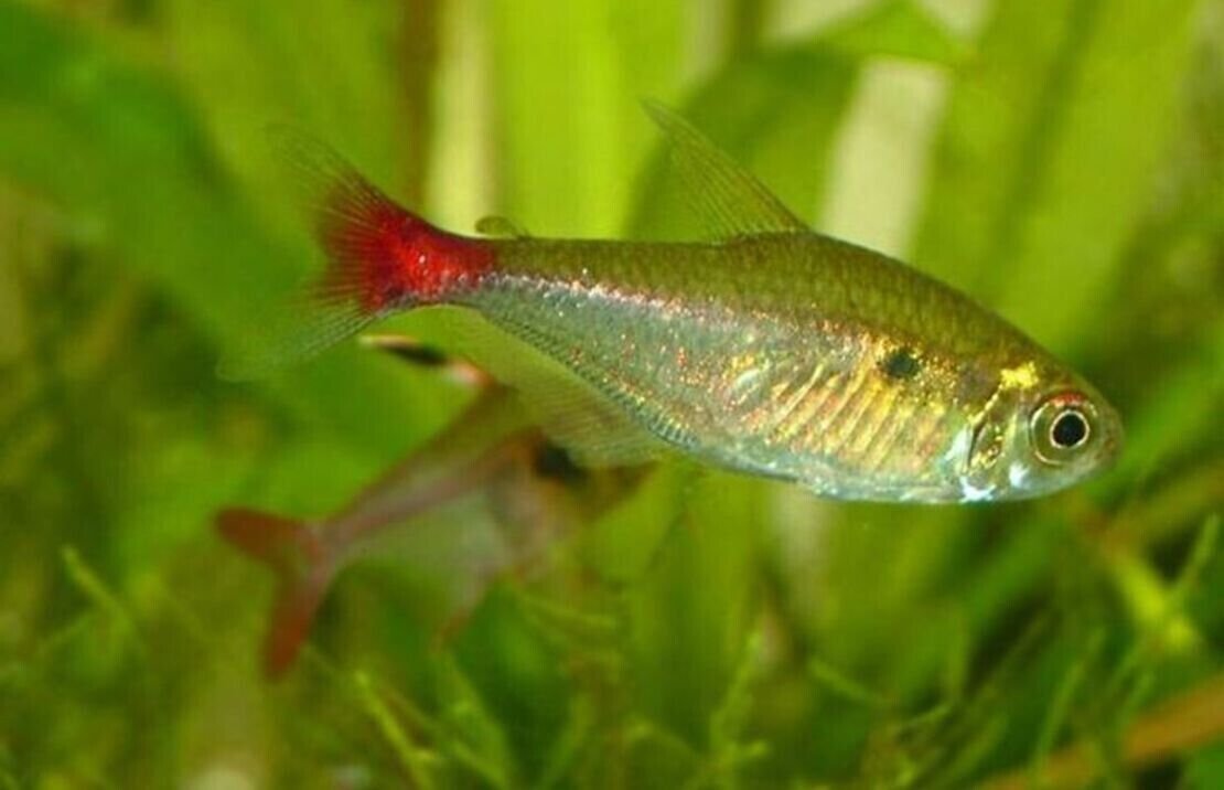 57_3852276e-4c35-4a69-bb00-1fee6bb97621.jpg 6 Espe's Rasbora (Espei) Vibrant Nano Tank Live Fish: Colorful FAST SHIP