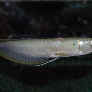2 Pack Black Pearly Lamprologus 1.5" - Active Freshwater Live Fish Healthy