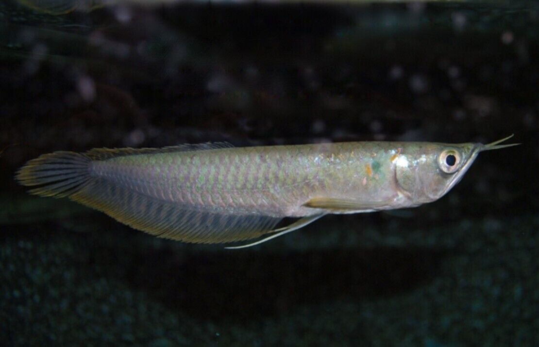57_38e2e257-c16c-4af6-8ba8-2fc9d499cc48.jpg 2 Pack Black Pearly Lamprologus 1.5" - Active Freshwater Live Fish Healthy