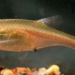 12x Rainbow Emperor Tetra RARE LIVE TROPICAL FISH Great Fish Awesome Price.