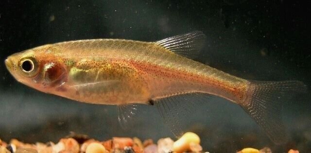 57_3bb3022f-2099-4ca6-8f51-686c1b54cd8f.jpg 12x Rainbow Emperor Tetra RARE LIVE TROPICAL FISH Great Fish Awesome Price.