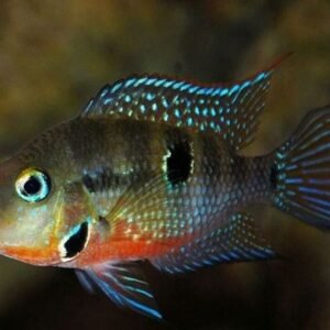 6 Pack Platy Coral Red Wagtail Sphitz - Stunning Freshwater Aquarium Fish!