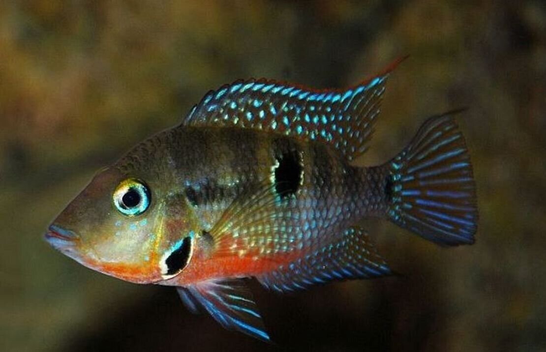 57_3e84b533-ca06-4b4c-a250-ee7fae5bbd8f.jpg 6 Pack Platy Coral Red Wagtail Sphitz - Stunning Freshwater Aquarium Fish!