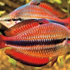 6x Yellow Phantom Tetra - Small - Live Fish Schooling Aquarium