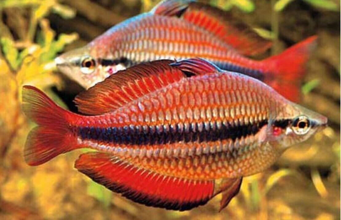 57_3f6b9608-01a1-4ea0-84c4-e0a6124e38ae.jpg 6x Yellow Phantom Tetra - Small - Live Fish Schooling Aquarium