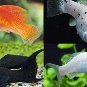 3x, 6x, Orange Rhombo Barb RARE live fish beautiful active Barb for collectors