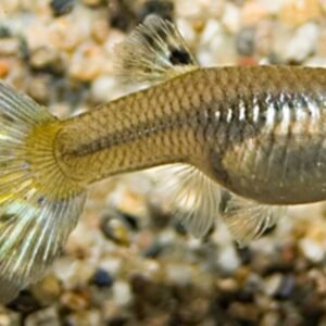 ❤️6x Bleeding Heart Peru Tetras - Elegance in Motion! FAST SHIP❤️
