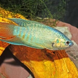 12 LONGFIN Albino Cherry Barbs - Peaceful Schooling Live Fish Fast Shipping