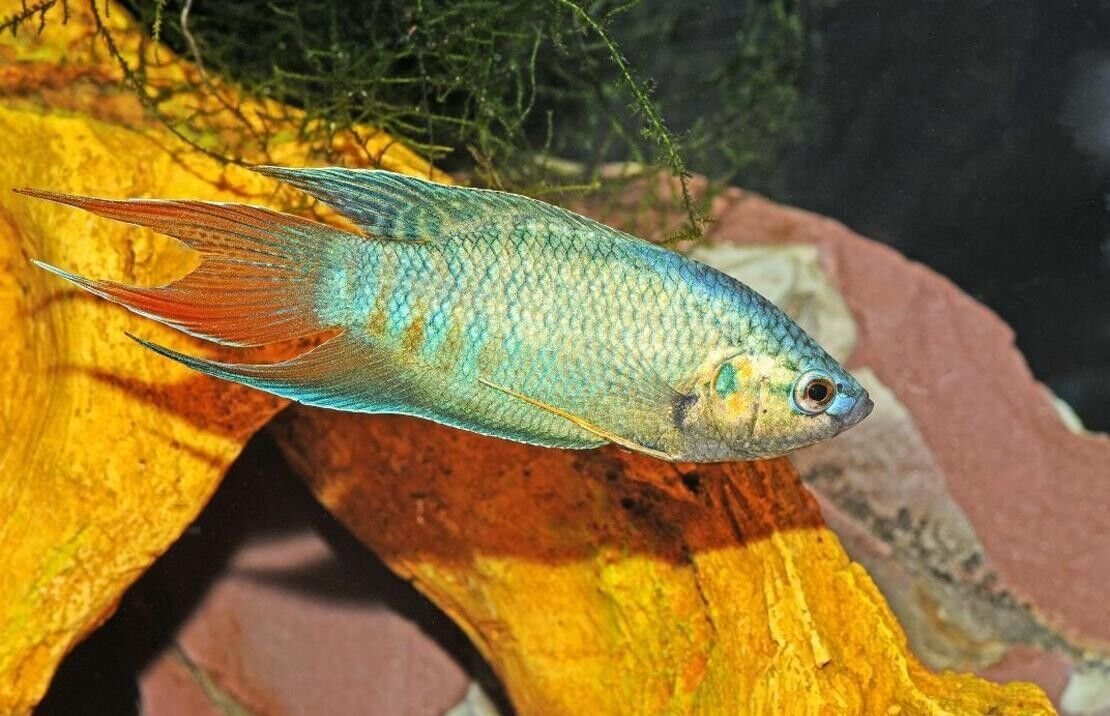 57_40f49722-de5b-403d-addb-7ff8e95740cd.jpg 12 LONGFIN Albino Cherry Barbs - Peaceful Schooling Live Fish Fast Shipping