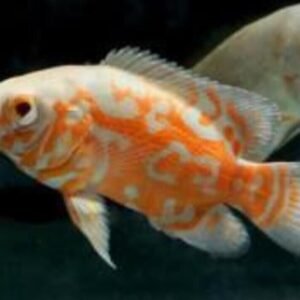 3X Geophagus Red Hump Cichlids 1.25 - 1.5" - Freshwater Live Fish FAST SHIP
