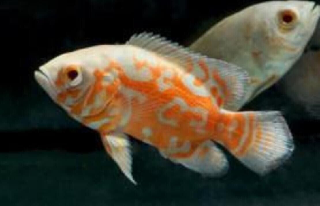 57_414021b7-9417-4f1b-a2d6-0e99747fc868.jpg 3X Geophagus Red Hump Cichlids 1.25 - 1.5" - Freshwater Live Fish FAST SHIP