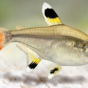 Group of 6 Blue Pearl Platys - Stunning Freshwater Aquarium Fish!