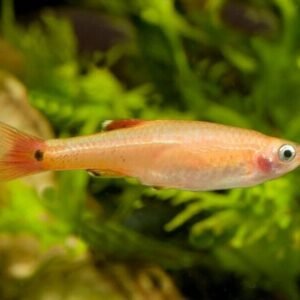 🐟12x Longfin Blue Danio - Elegance Unleashed! 🐟 FAST SHIP LIVE FISH