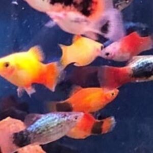 2x Butterfly Fish The Epitome of Elegance! Pantadon Bucholzei Live Fish
