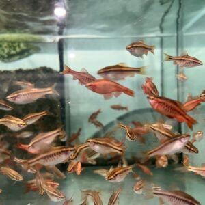 3x Rusty Springeri Cichlid 1.75" - Colorful Freshwater FAST SHIP