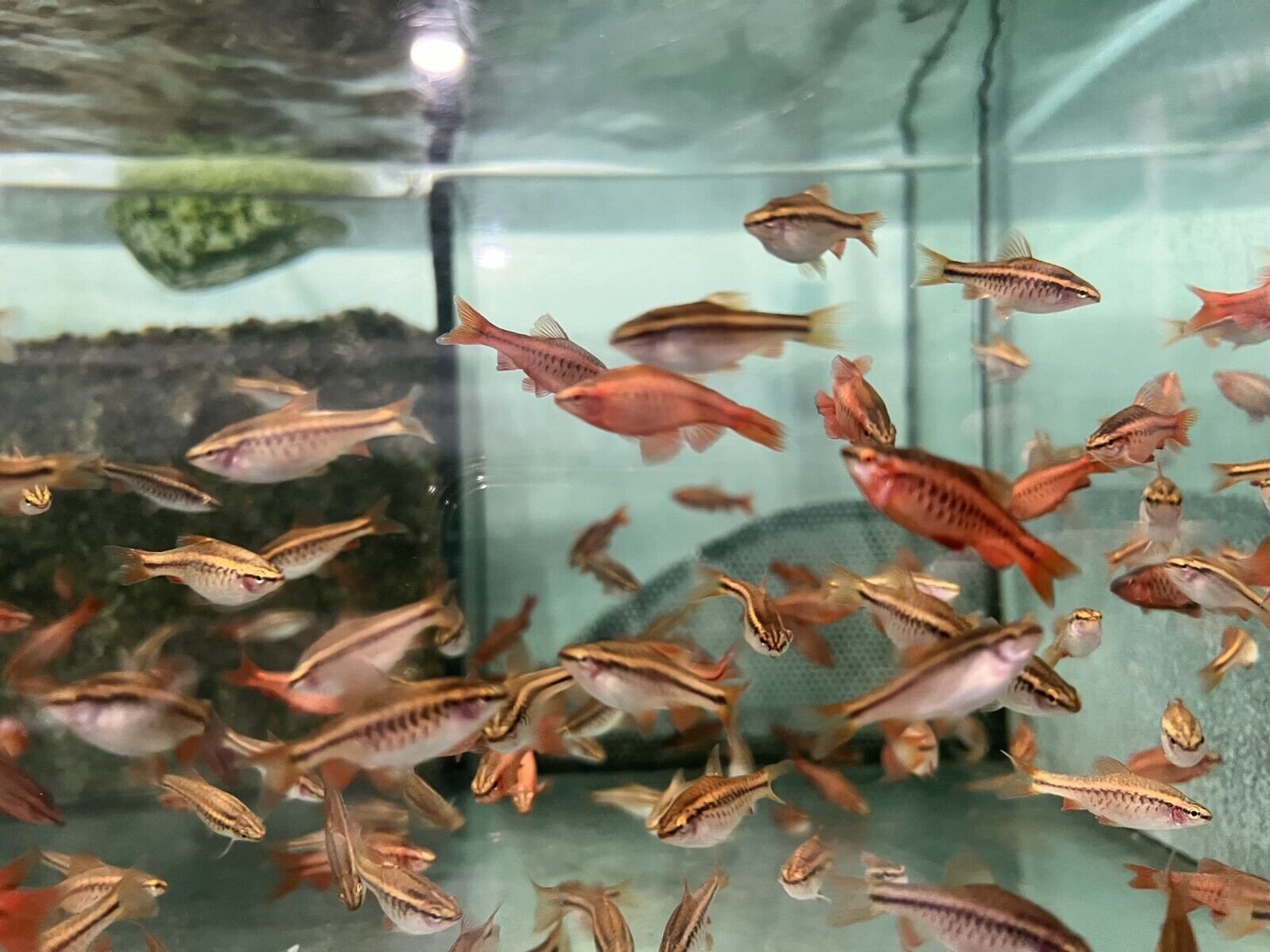 57_468add24-993b-4d8e-8788-342802845694.jpg 3x Rusty Springeri Cichlid 1.75" - Colorful Freshwater FAST SHIP