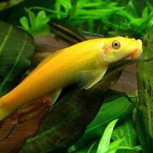 6 Silver Hatchet Peru Fish Freshwater Tropical Fish FAST SHIP