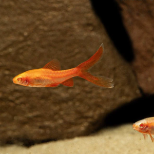 3 Ghost Sharks 1.5" awesome Active and healthy Live Freshwater Live Fish