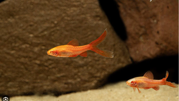 57_4852bd20-4d9e-4bab-b07c-7453327396a3.png 3 Ghost Sharks 1.5" awesome Active and healthy Live Freshwater Live Fish