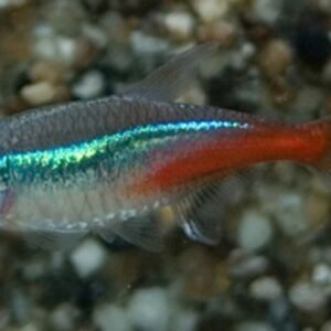3 Pack Yellow Tail Acei 1.5" - 2" - Active Freshwater Cichlid FAST SHIP
