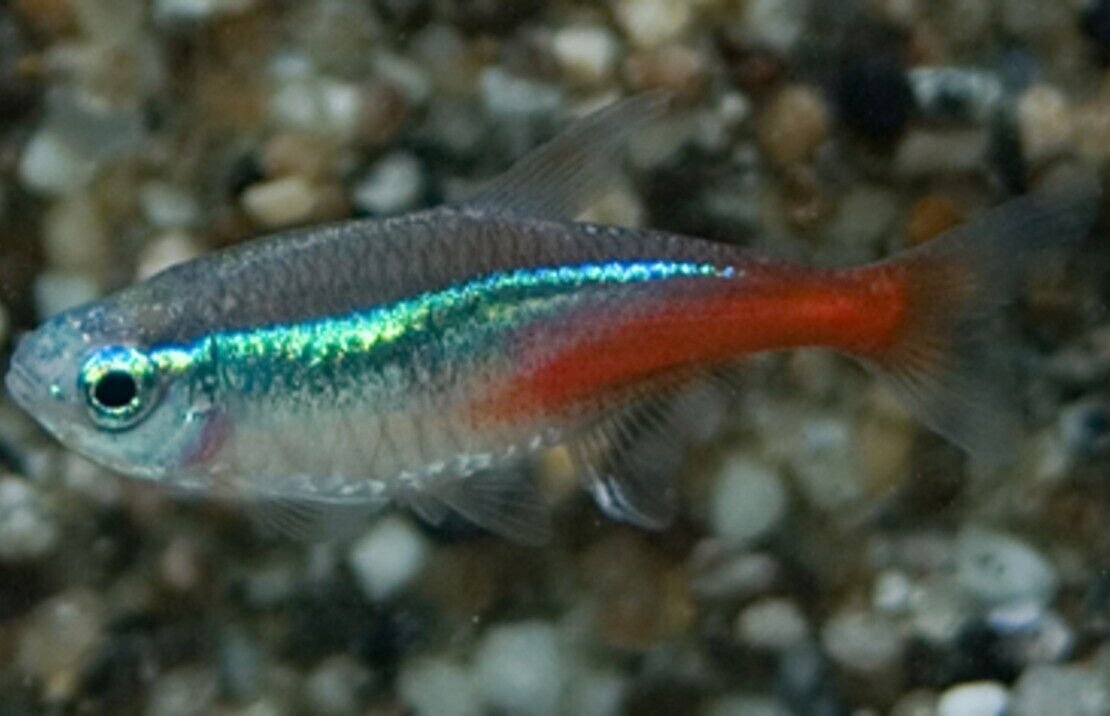 57_489f924b-a164-4f90-ae28-2617fb884f2e.jpg 3 Pack Yellow Tail Acei 1.5" - 2" - Active Freshwater Cichlid FAST SHIP