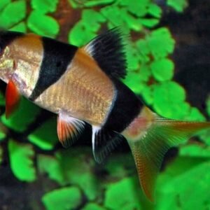 O/B Zebra Cichlid 4" - Colorful Freshwater Live Fish Healthy Active FAST