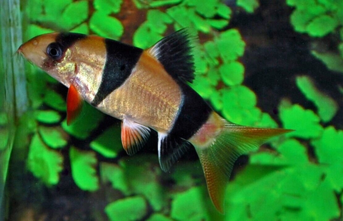 57_495f37a1-717f-4489-b003-5c4ceb39f8e8.jpg O/B Zebra Cichlid 4" - Colorful Freshwater Live Fish Healthy Active FAST