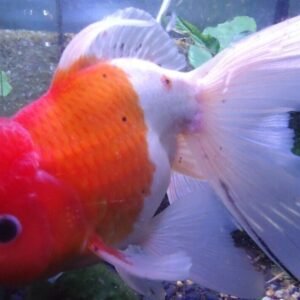 3 Golden Chinese Algae Eaters! 1.75" A must have for a clean tank FAST