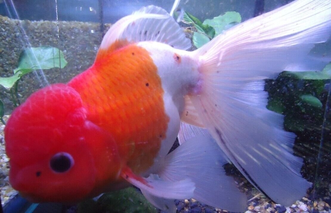 57_4b02a6cb-65b5-49cf-bbd7-e2182c68ba80.jpg 3 Golden Chinese Algae Eaters! 1.75" A must have for a clean tank FAST