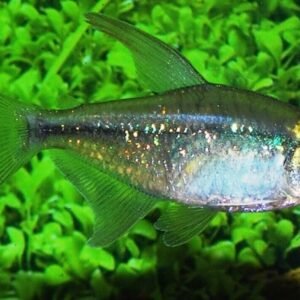 2 pk Live Wakin 3" Goldfish for fish tank, koi pond or aquarium FAST SHIP