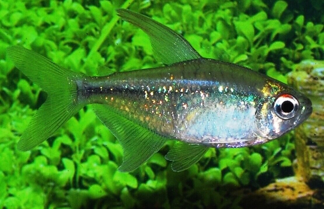 57_4b7694df-8c2f-47ec-aacf-2d4b52d492b7.jpg 2 pk Live Wakin 3" Goldfish for fish tank, koi pond or aquarium FAST SHIP