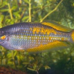 🌟5x Celestial Pearl Danio (Galaxy Rasbora) Cosmic Charms Abound ✨Live Fish