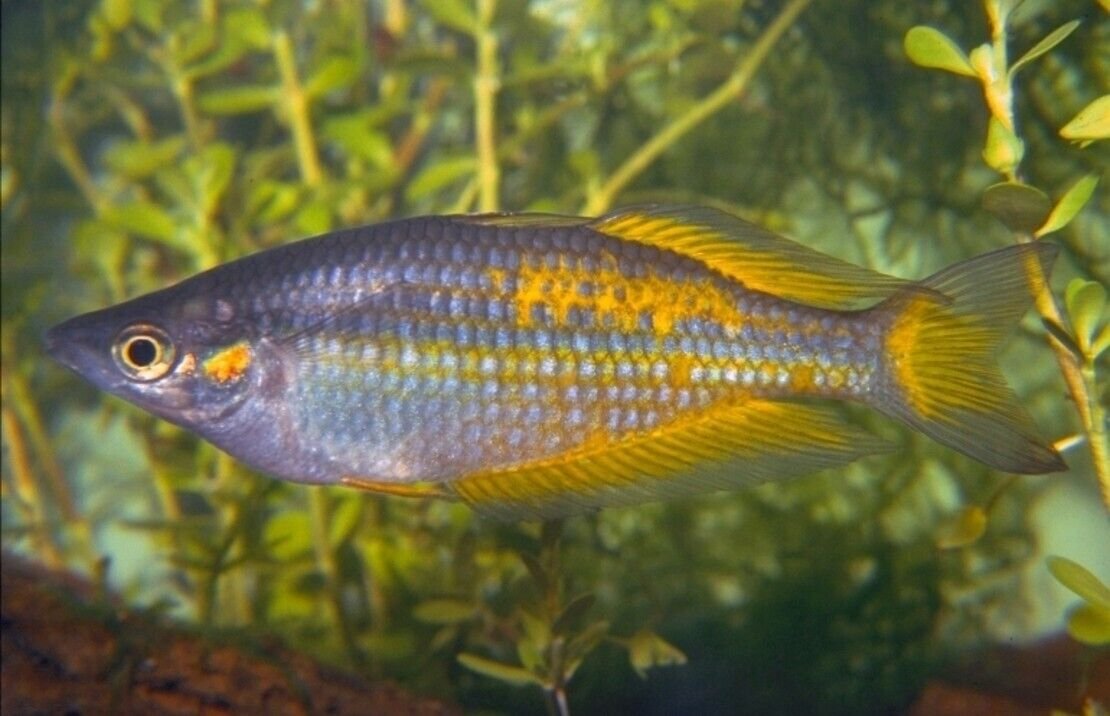 57_4c5fee31-ef8a-4176-bb1b-f46dcd741c09.jpg 🌟5x Celestial Pearl Danio (Galaxy Rasbora) Cosmic Charms Abound ✨Live Fish