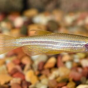 Red Fin Otocinclus 2"-3" Brazil Catfish - Unique! 🐟 Live Freshwater Fish