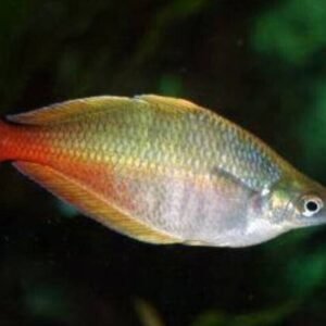 2 PACK Parkinson Rainbow - Rainbowfish live Fish Tropical Aquarium Fish